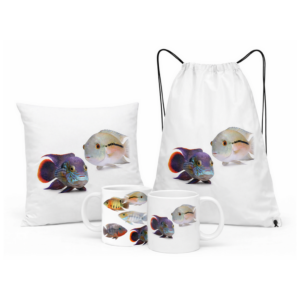 Zestaw z rybami akwariowymi Pielęgnice