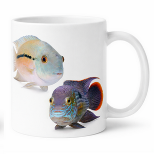 Kubek z rybami akwariowymi Pielęgnice