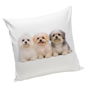 Poduszka z psem Maltańczyk