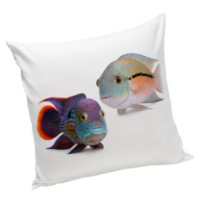 Poduszka dla akwarysty Pielęgnice