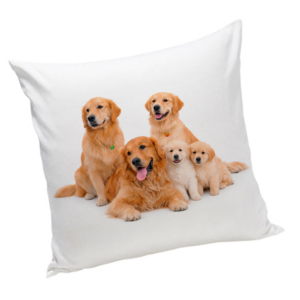 Poduszka z psem Golden retriever