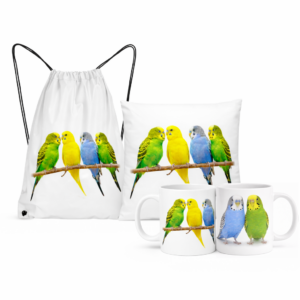 Zestaw z papużkami falistymi