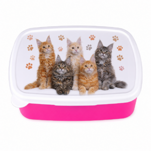 Śniadaniówka Maine Coon kot koty Lunchbox